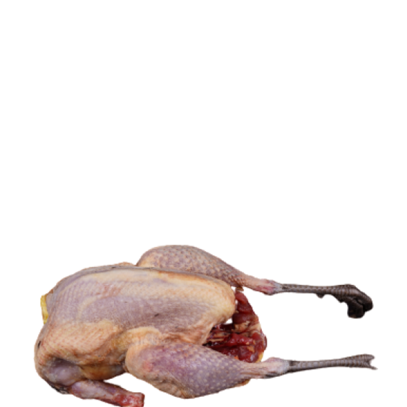 Driessen-productfoto-_0012_Fazanten-hen